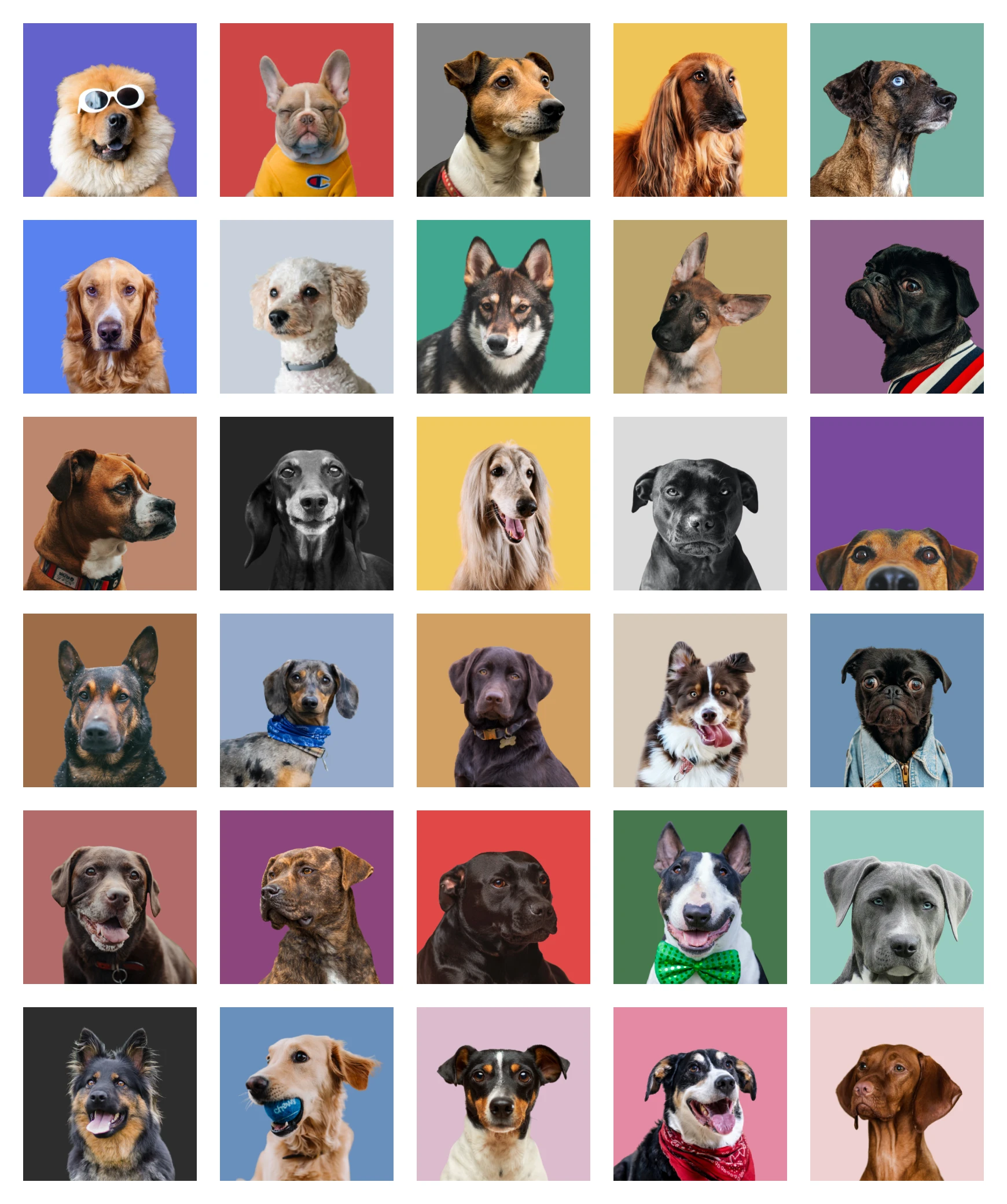 Free Avatars, lol - 60+ Adorable dog, cat and random animal avatars for your designs. Available for sketch, figma and PNGs.